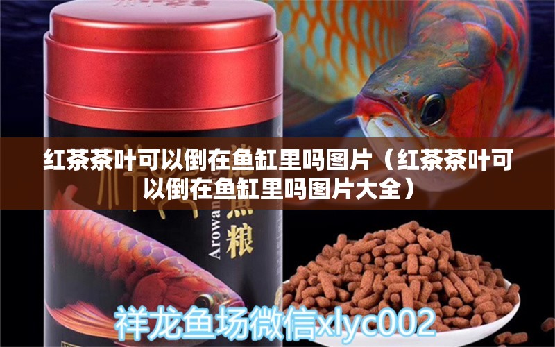 紅茶茶葉可以倒在魚缸里嗎圖片（紅茶茶葉可以倒在魚缸里嗎圖片大全） 觀賞魚市場（混養(yǎng)魚）