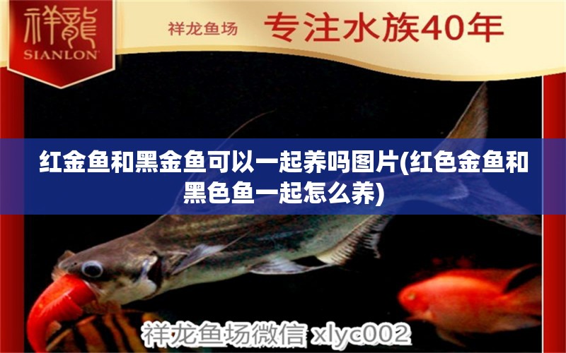 紅金魚和黑金魚可以一起養(yǎng)嗎圖片(紅色金魚和黑色魚一起怎么養(yǎng))