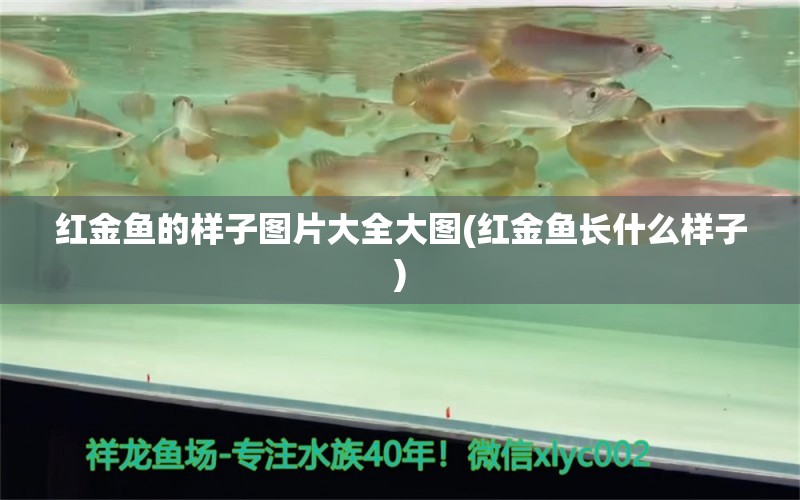 紅金魚的樣子圖片大全大圖(紅金魚長(zhǎng)什么樣子) 黃金達(dá)摩魚