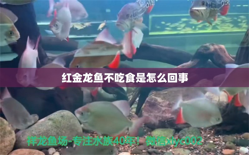 紅金龍魚不吃食是怎么回事