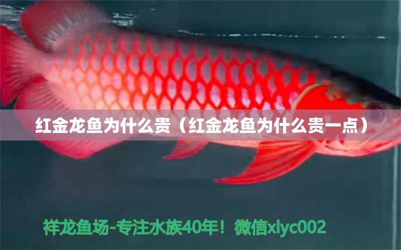 紅金龍魚為什么貴（紅金龍魚為什么貴一點(diǎn)） 黃金斑馬魚