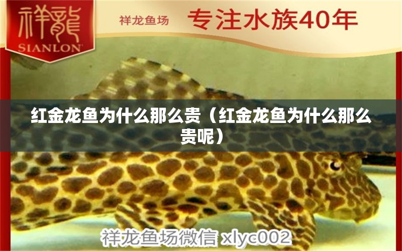 紅金龍魚為什么那么貴（紅金龍魚為什么那么貴呢） 祥龍水族醫(yī)院