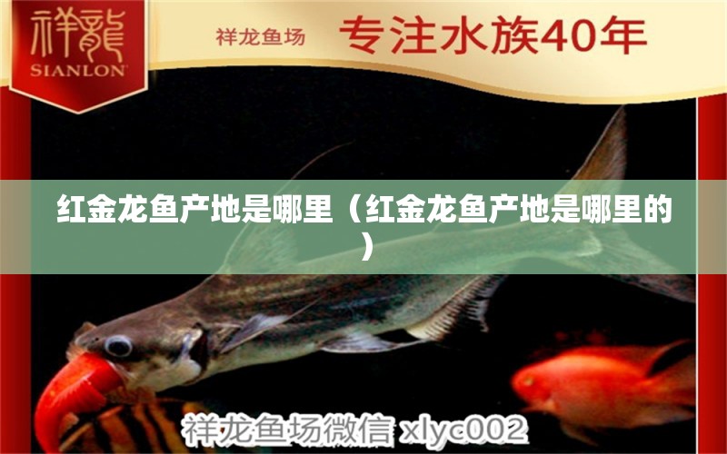 紅金龍魚產(chǎn)地是哪里（紅金龍魚產(chǎn)地是哪里的）