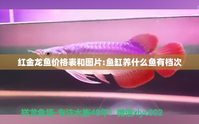 紅金龍魚價(jià)格表和圖片:魚缸養(yǎng)什么魚有檔次