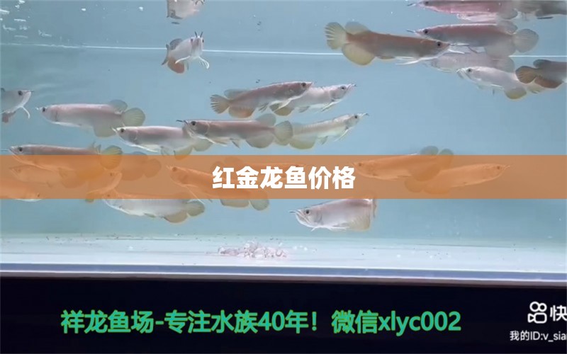 紅金龍魚價格