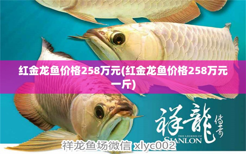 紅金龍魚價格258萬元(紅金龍魚價格258萬元一斤) 祥龍水族護(hù)理水