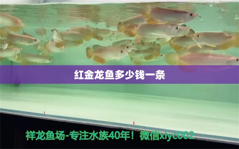 紅金龍魚多少錢一條 龍魚百科