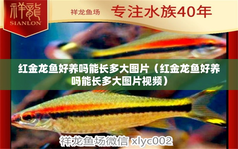 紅金龍魚好養(yǎng)嗎能長多大圖片（紅金龍魚好養(yǎng)嗎能長多大圖片視頻）