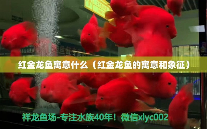 紅金龍魚(yú)寓意什么（紅金龍魚(yú)的寓意和象征） 龍魚(yú)百科 第2張