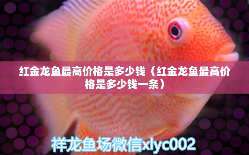 紅金龍魚(yú)最高價(jià)格是多少錢(qián)（紅金龍魚(yú)最高價(jià)格是多少錢(qián)一條） 白化巴西龜（白巴）