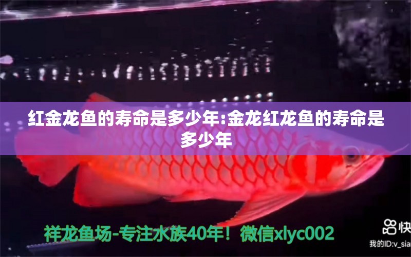 紅金龍魚的壽命是多少年:金龍紅龍魚的壽命是多少年 金三間魚 第1張