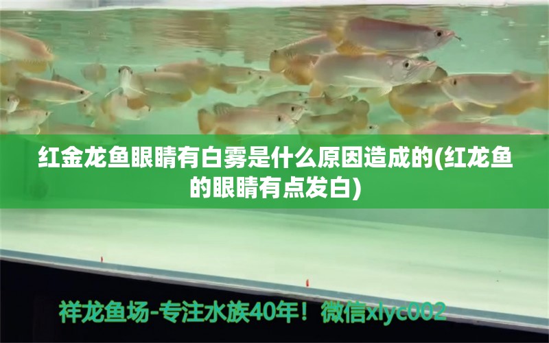 紅金龍魚眼睛有白霧是什么原因造成的(紅龍魚的眼睛有點(diǎn)發(fā)白) 紅頭利魚