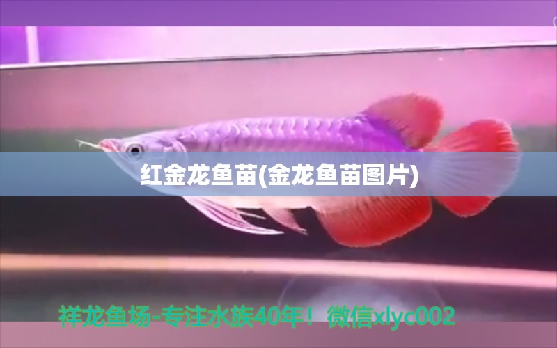 紅金龍魚(yú)苗(金龍魚(yú)苗圖片) 埃及神仙魚(yú)