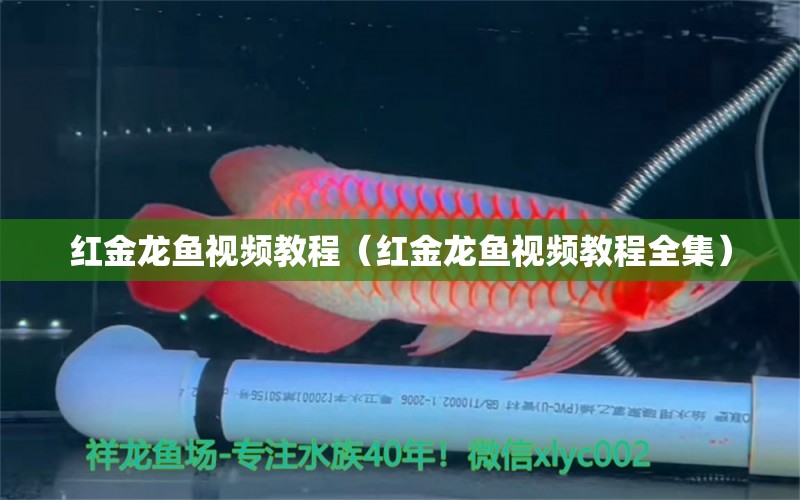 紅金龍魚視頻教程（紅金龍魚視頻教程全集） 祥龍水族醫(yī)院