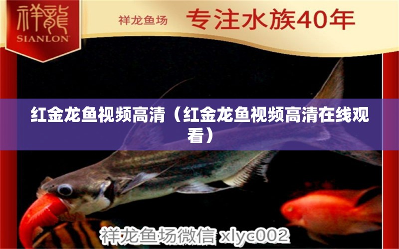 紅金龍魚視頻高清（紅金龍魚視頻高清在線觀看）