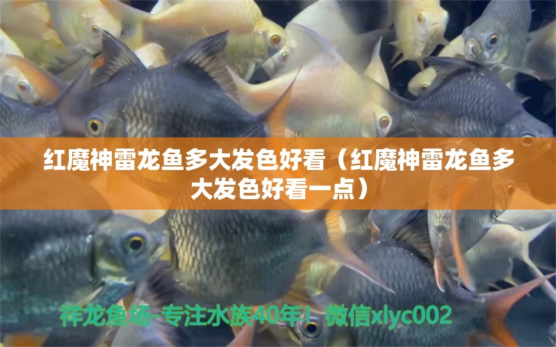 紅魔神雷龍魚多大發(fā)色好看（紅魔神雷龍魚多大發(fā)色好看一點） 觀賞魚市場（混養(yǎng)魚）