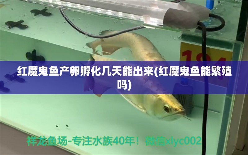 紅魔鬼魚產卵孵化幾天能出來(紅魔鬼魚能繁殖嗎) 圣菲埃及魚