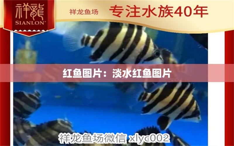 紅魚圖片：淡水紅魚圖片