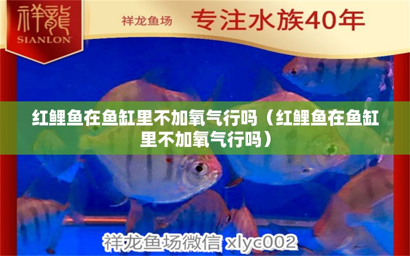 紅鯉魚在魚缸里不加氧氣行嗎（紅鯉魚在魚缸里不加氧氣行嗎） 其他品牌魚缸