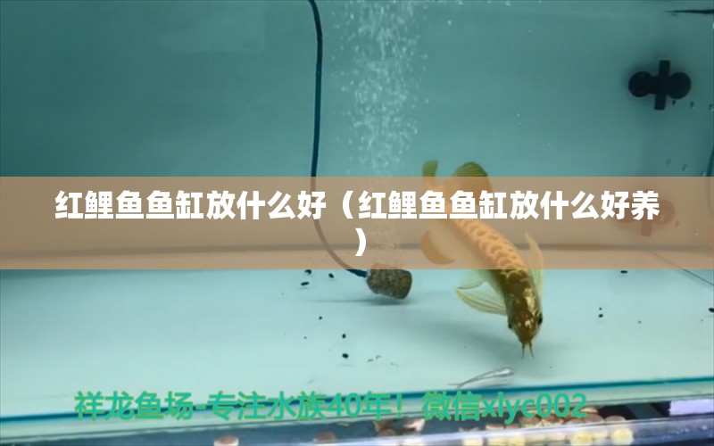 紅鯉魚(yú)魚(yú)缸放什么好（紅鯉魚(yú)魚(yú)缸放什么好養(yǎng)）