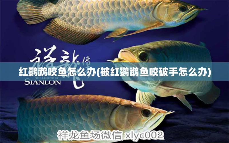 紅鸚鵡咬魚怎么辦(被紅鸚鵡魚咬破手怎么辦) 鸚鵡魚