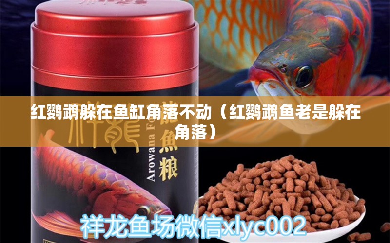 紅鸚鵡躲在魚缸角落不動（紅鸚鵡魚老是躲在角落）