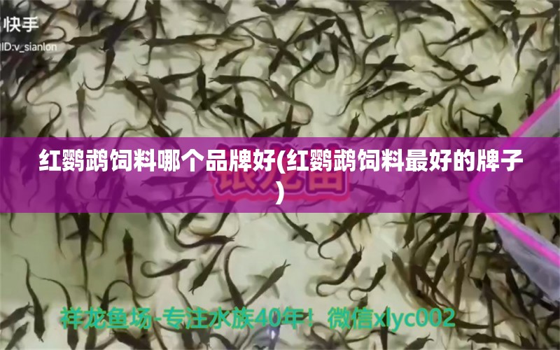 紅鸚鵡飼料哪個品牌好(紅鸚鵡飼料最好的牌子) 鸚鵡魚