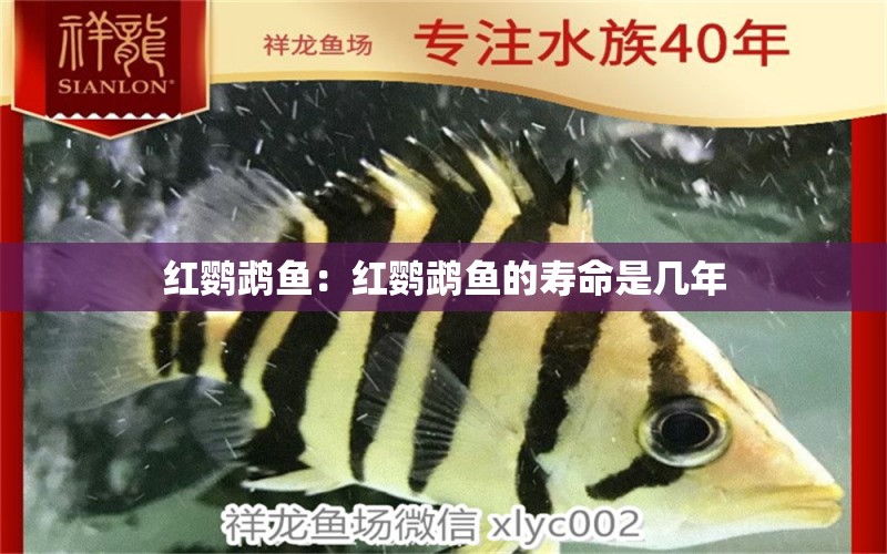 紅鸚鵡魚：紅鸚鵡魚的壽命是幾年 鸚鵡魚