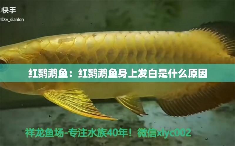 紅鸚鵡魚：紅鸚鵡魚身上發(fā)白是什么原因 鸚鵡魚