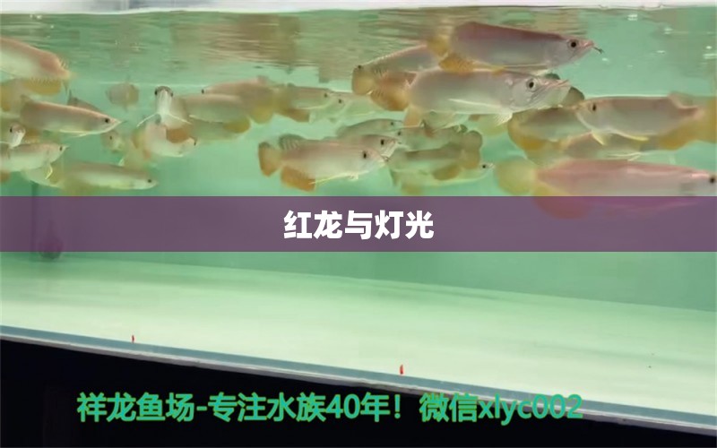 紅龍與燈光 BD魟魚 第2張