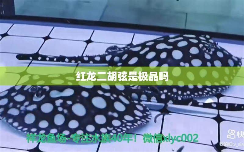 紅龍二胡弦是極品嗎 龍魚百科