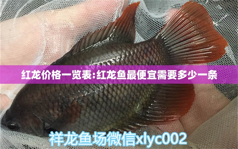 紅龍價(jià)格一覽表:紅龍魚最便宜需要多少一條