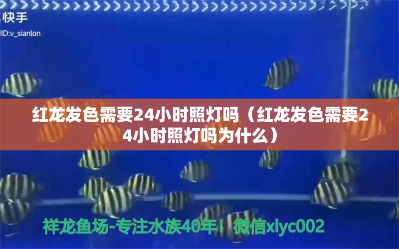 紅龍發(fā)色需要24小時照燈嗎（紅龍發(fā)色需要24小時照燈嗎為什么）