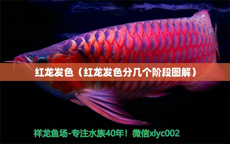 紅龍發(fā)色（紅龍發(fā)色分幾個階段圖解） 紅龍魚魚糧飼料