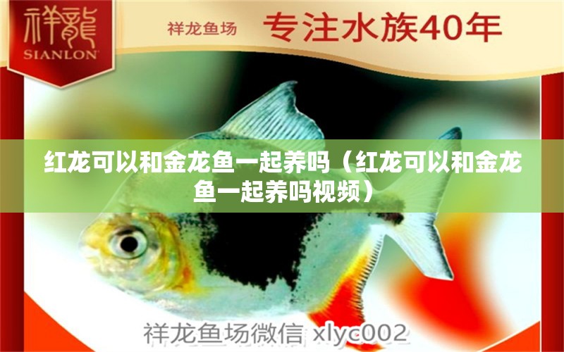 紅龍可以和金龍魚一起養(yǎng)嗎（紅龍可以和金龍魚一起養(yǎng)嗎視頻）