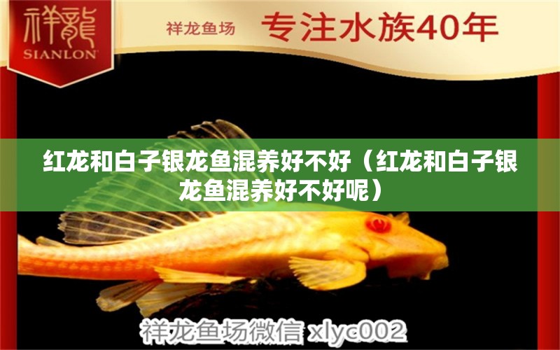 紅龍和白子銀龍魚混養(yǎng)好不好（紅龍和白子銀龍魚混養(yǎng)好不好呢）