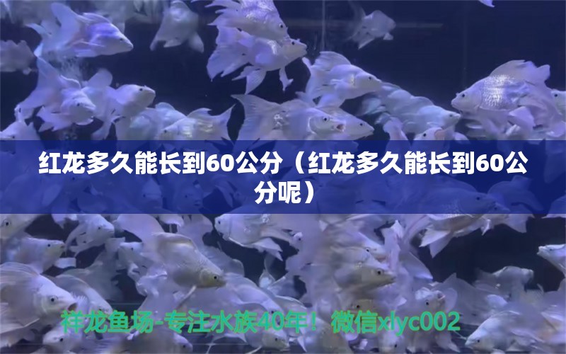 紅龍多久能長到60公分（紅龍多久能長到60公分呢） 紅龍魚魚糧飼料