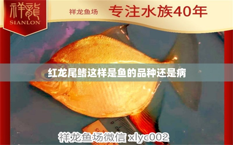 紅龍尾鰭這樣是魚的品種還是病 龍魚疾病與治療