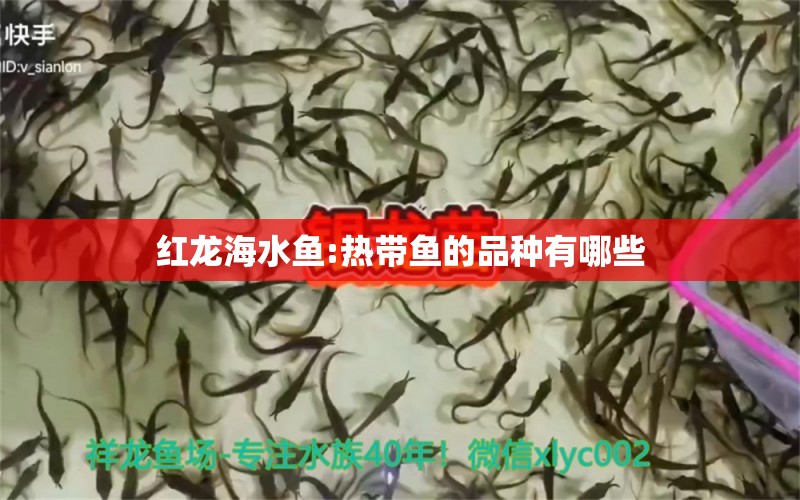 紅龍海水魚:熱帶魚的品種有哪些