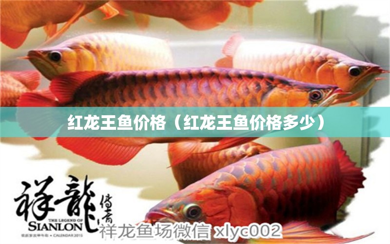 紅龍王魚價格（紅龍王魚價格多少）