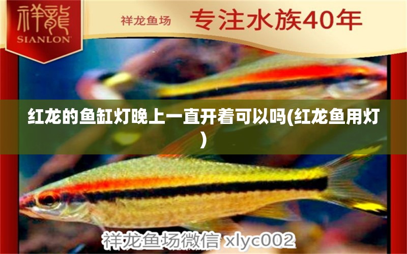 紅龍的魚缸燈晚上一直開著可以嗎(紅龍魚用燈) 孵化器