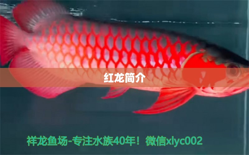 紅龍簡介 龍魚批發(fā)