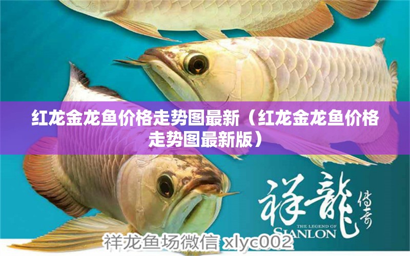 紅龍金龍魚價(jià)格走勢圖最新（紅龍金龍魚價(jià)格走勢圖最新版） 水族世界