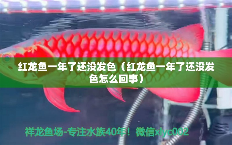 紅龍魚一年了還沒發(fā)色（紅龍魚一年了還沒發(fā)色怎么回事）