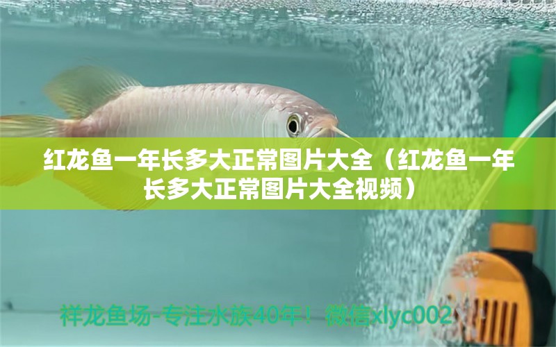 紅龍魚一年長多大正常圖片大全（紅龍魚一年長多大正常圖片大全視頻） 印尼紅龍魚