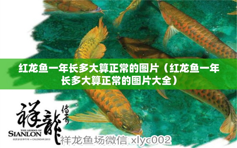 紅龍魚一年長(zhǎng)多大算正常的圖片（紅龍魚一年長(zhǎng)多大算正常的圖片大全）