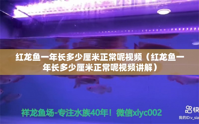 紅龍魚一年長多少厘米正常呢視頻（紅龍魚一年長多少厘米正常呢視頻講解） 印尼紅龍魚