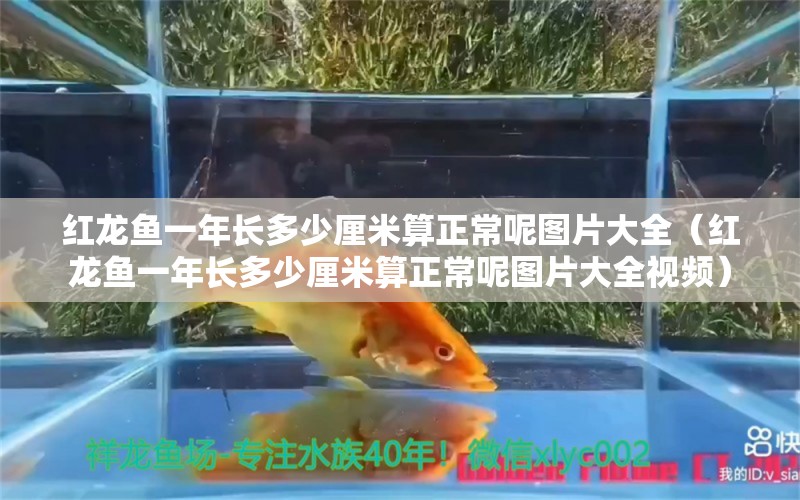 紅龍魚一年長多少厘米算正常呢圖片大全（紅龍魚一年長多少厘米算正常呢圖片大全視頻） 印尼紅龍魚