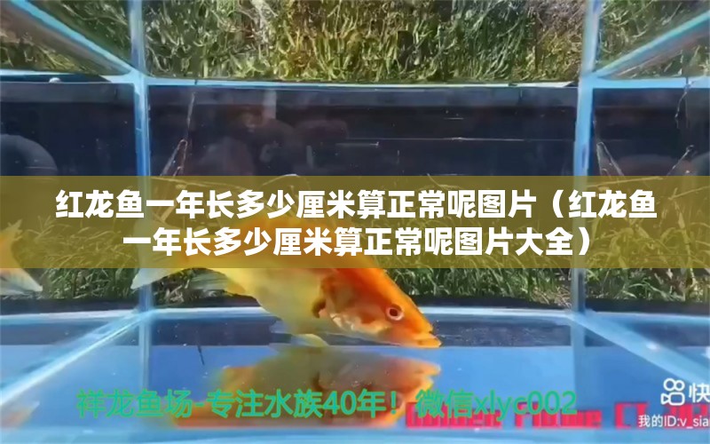 紅龍魚(yú)一年長(zhǎng)多少厘米算正常呢圖片（紅龍魚(yú)一年長(zhǎng)多少厘米算正常呢圖片大全）