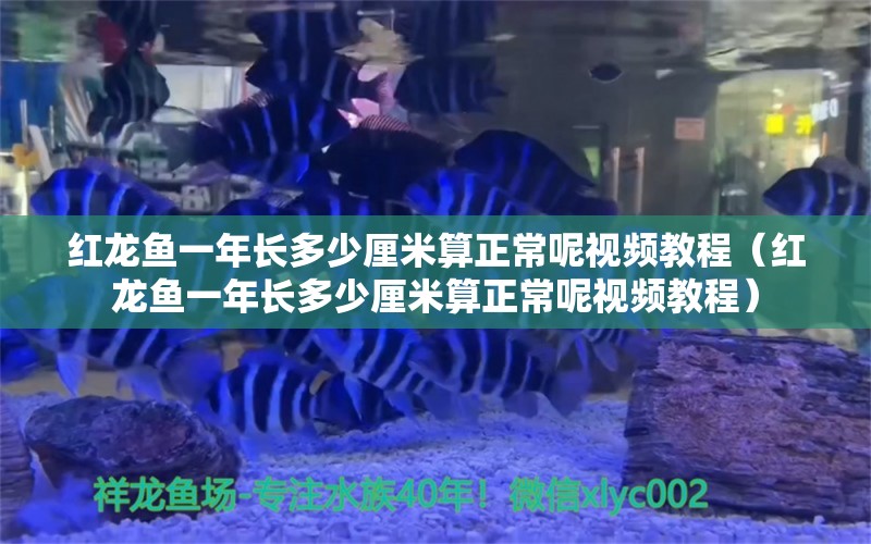 紅龍魚一年長多少厘米算正常呢視頻教程（紅龍魚一年長多少厘米算正常呢視頻教程） 印尼紅龍魚